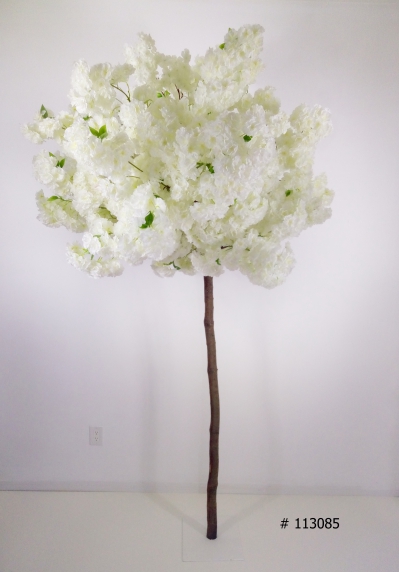 White Cherry Blossom Tree 7 foot tall # 113085