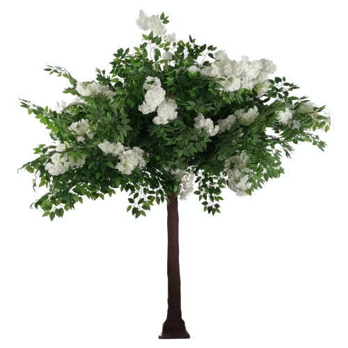 8.5 foot tall Ficus tree with white flowers
