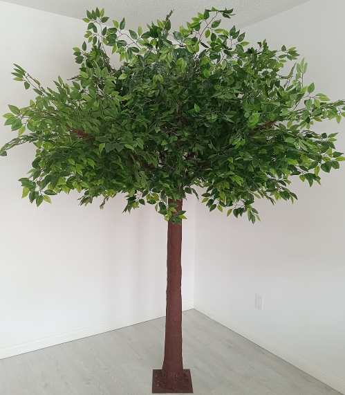 Ficus tree 8.5 foot tall #1130871