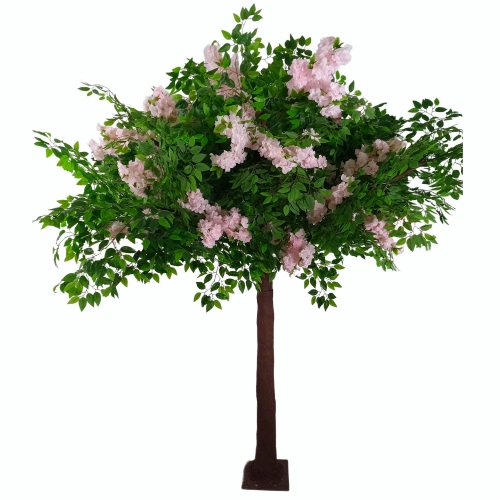 8.5 tall green ficus tree with blush flowers