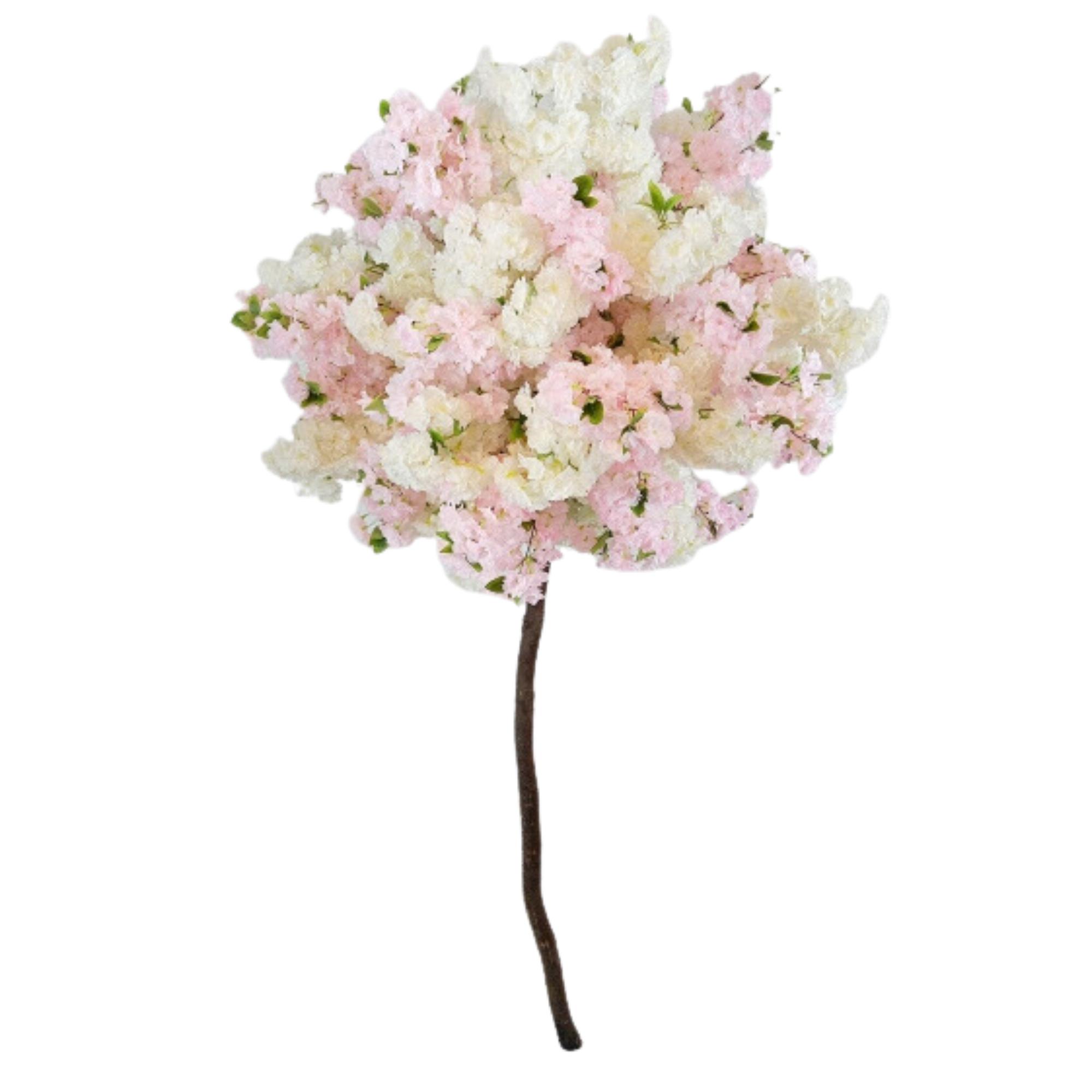 White Cherry Blossom tree with pink cherry blossoms 7.5 foot tall