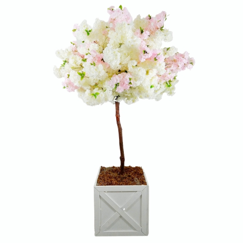 white cherry blossom tree with blush cherry blossom and large planter 7.5 foot tall