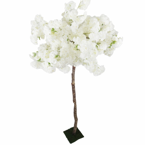 White cherry blossom tree 7.5 foot tall # 113085
